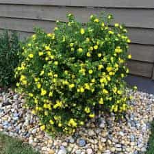 Alternative view of Potentilla fruticosa 'Goldstar' (Gold Star Potentilla)
