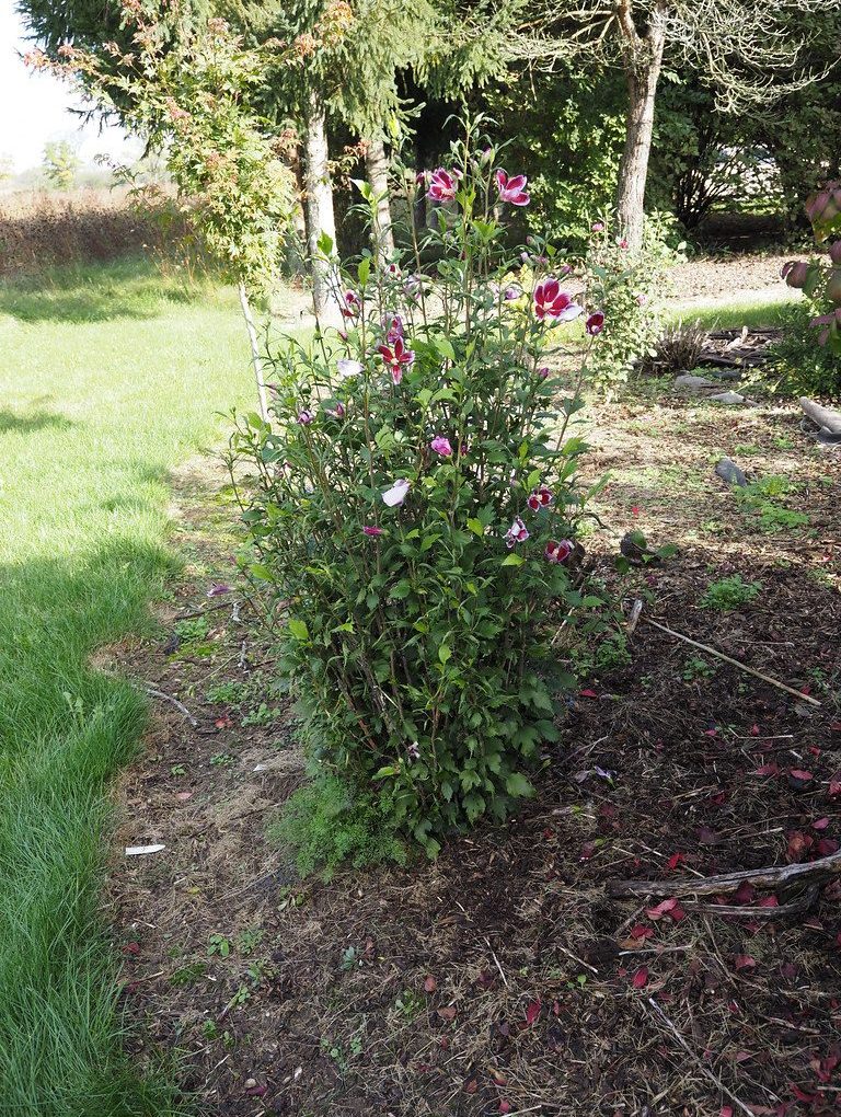 Hibiscus s. Purple Pillar (Purple Pillar Rose of Sharon Hibiscus)