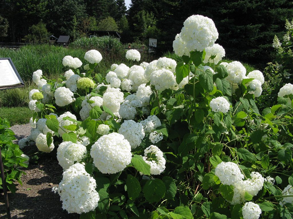 Hydrangea arborescens 'Annabelle' (Annabelle Smooth Hydrangea)