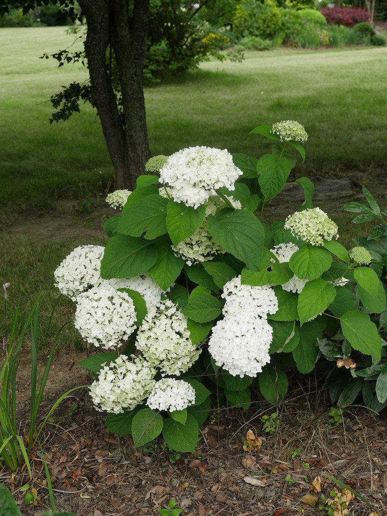 Hydrangea arborescens 'Incrediball' (Incrediball Hydrangea)