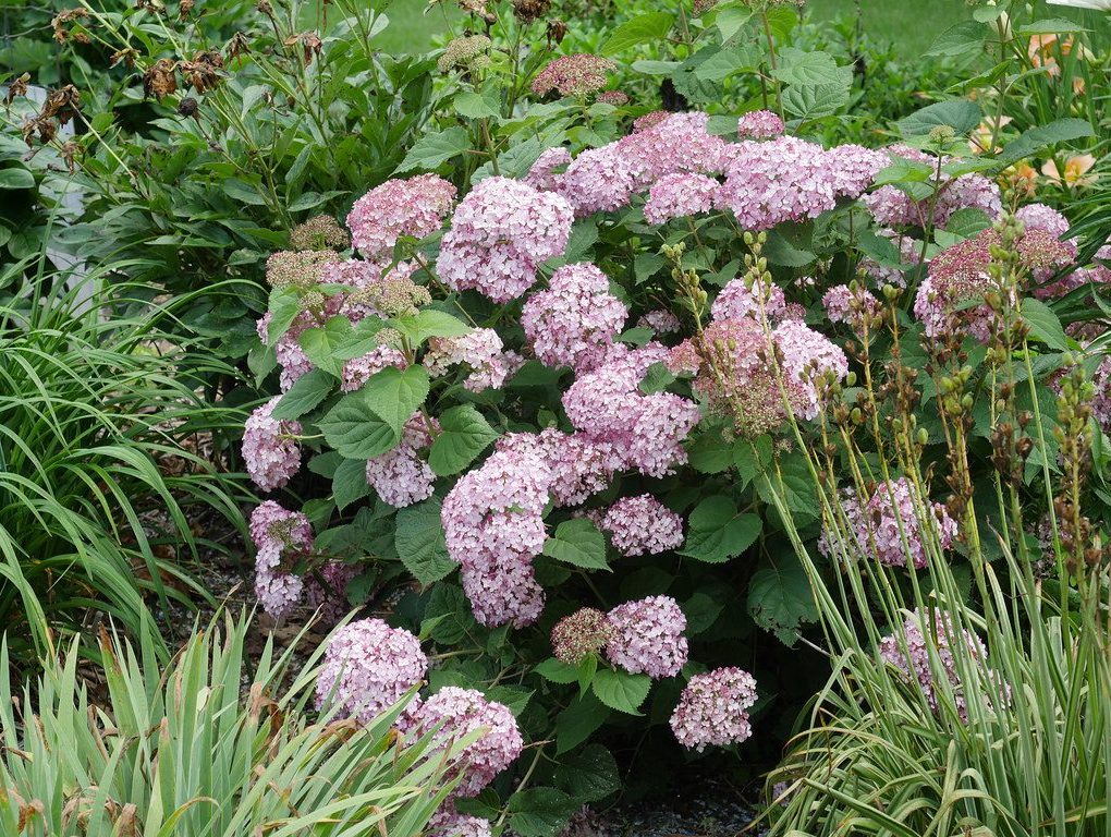 Hydrangea 'Incrediball BLUSH'