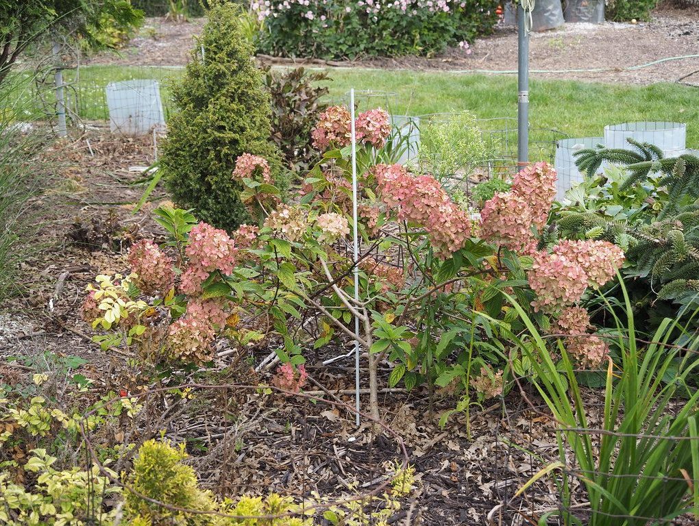 Hydrangea p. Fire Light (Fire Light Hydrangea)