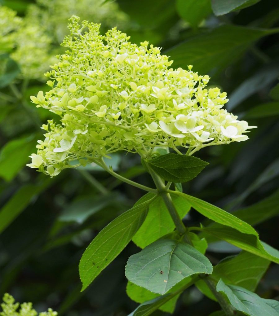 Hydrangea p. Limelight (Limelight Hydrangea)