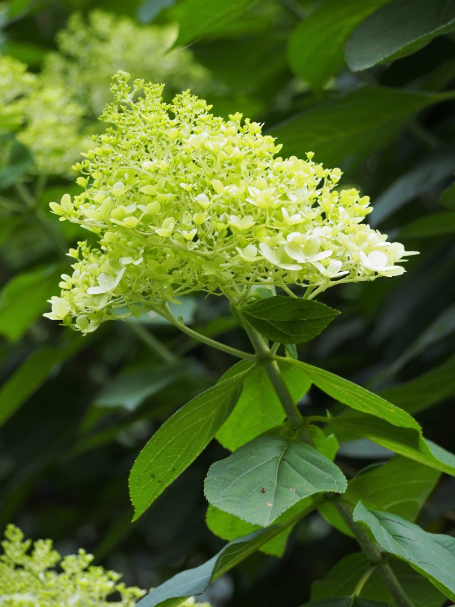 Hydrangea p. Limelight (Limelight Hydrangea)