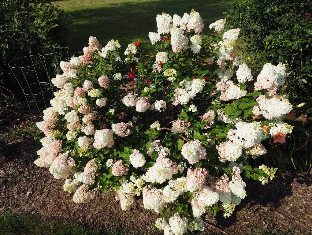 Hydrangea paniculata 'Strawberry Sundae'