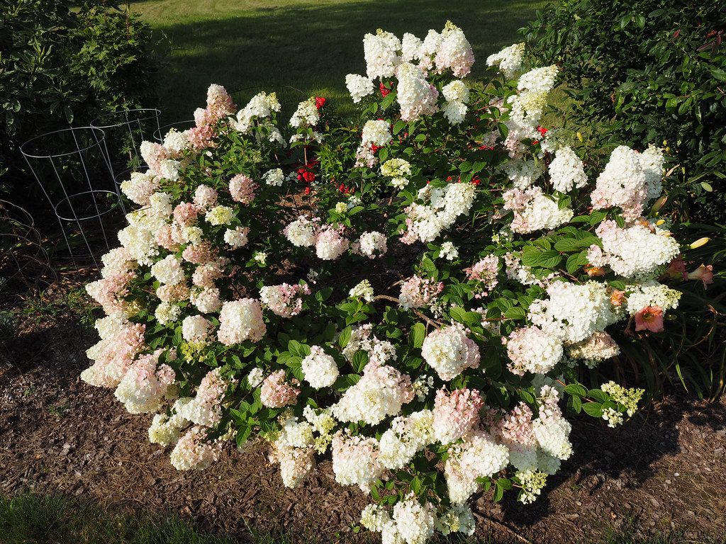Hydrangea paniculata 'Strawberry Sundae'