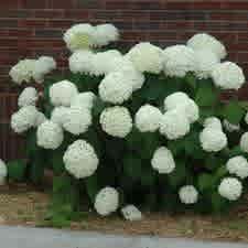 Alternative view of Hydrangea arborescens 'Incrediball' (Incrediball Hydrangea)