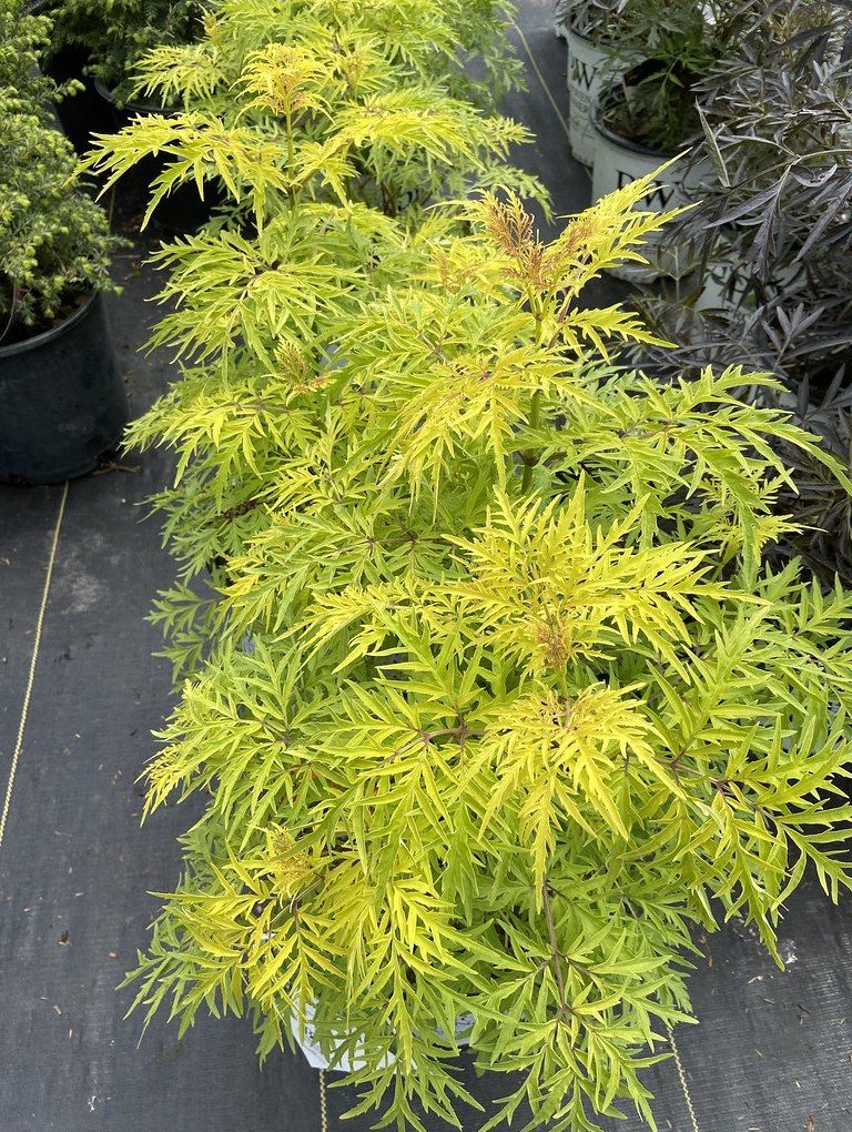 Sambucus racemosa 'Smnsrd4' (Lemony Lace Elderberry)