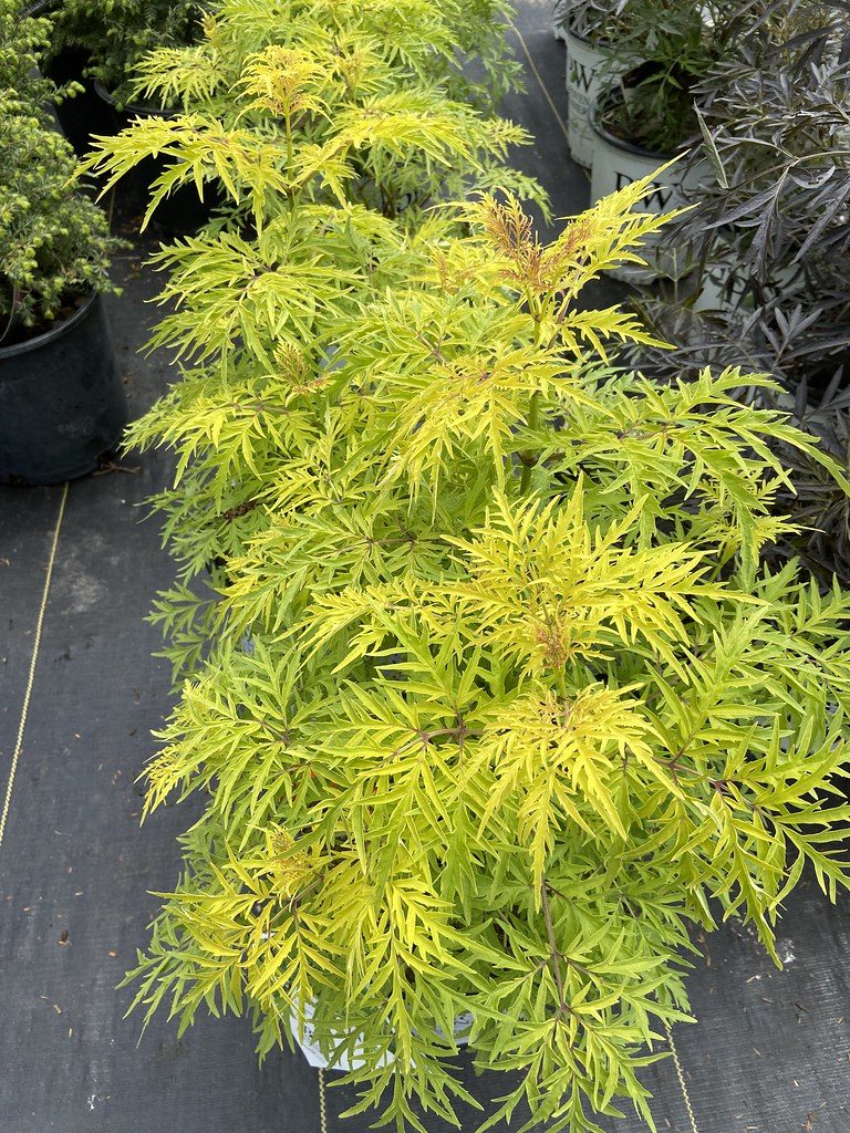 Sambucus racemosa 'Smnsrd4' (Lemony Lace Elderberry)