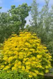 Sambucus racemosa 'Smnsrd4' (Lemony Lace Elderberry) - Image 4