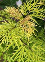 Sambucus racemosa 'Smnsrd4' (Lemony Lace Elderberry) - Image 3