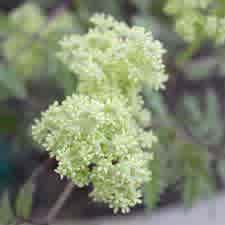 Sambucus racemosa 'Smnsrd4' (Lemony Lace Elderberry) - Image 2
