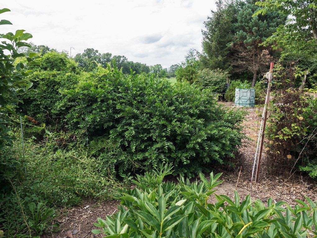 Ligustrum vulgare Lodense (Lodense Privet)