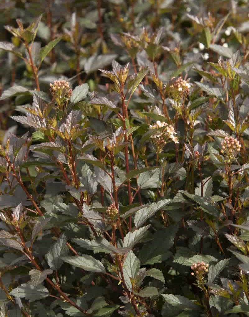 Alternative view of Physocarpus opulifolius 'Hoogi021' (Little Joker Ninebark)