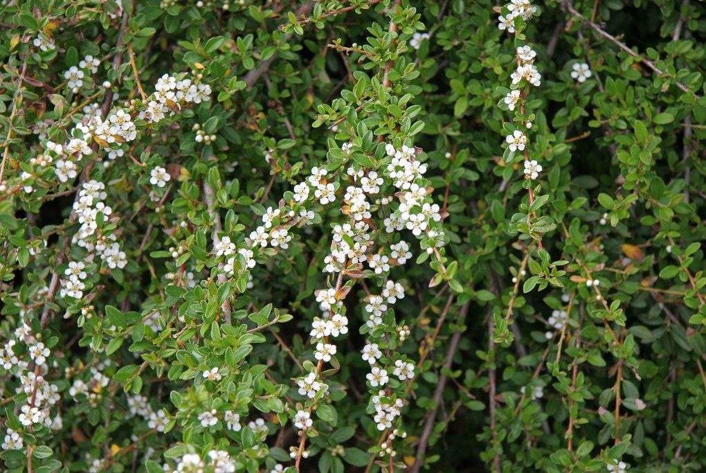Cotoneaster d. Lowfast (Lowfast Cotoneaster)