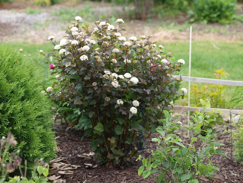 Physocarpus opu. Monlo Diabolo (Monlo Diablo Ninebark)
