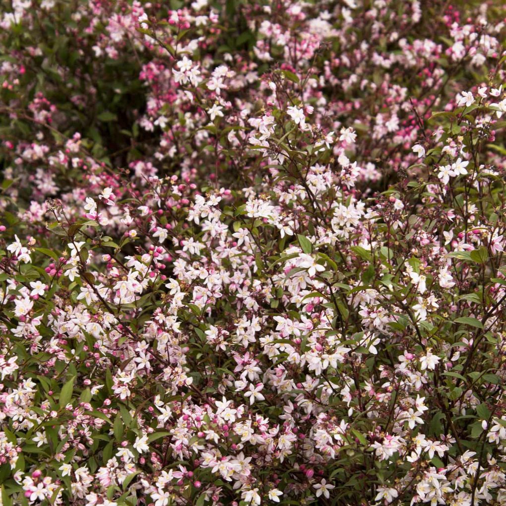 Alternative view of Deutzia rosea 'Nikko Blush' (Nikko Blush Deutzia)