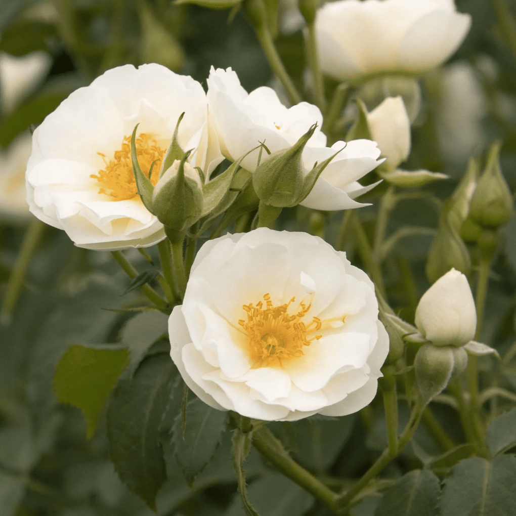 Alternative view of Rosa x 'bokraruisp' (Nitty Gritty White Rose)