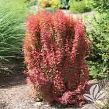 Berberis thunbergii 'Orange Rocket' ( Orange Rocket Barberry) - Image 3