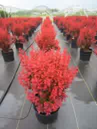 Alternative view of Berberis thunbergii 'Orange Rocket' ( Orange Rocket Barberry)