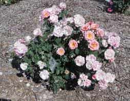 Alternative view of Rosa Knock Out 'Radgor' (Peachy Knock Out Rose)