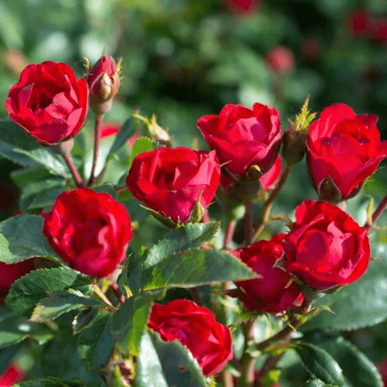 Alternative view of Rosa 'Meibenbino' (Petite Knockout Rose)