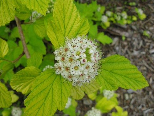 Physocarpus opu. Dart's Gold (Dart's Gold Ninebark)