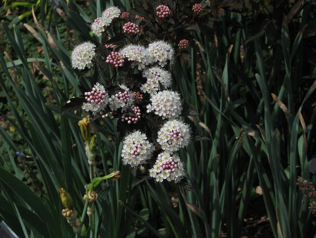 Physocarpus opulifolius 'Coppertina' Ninebark