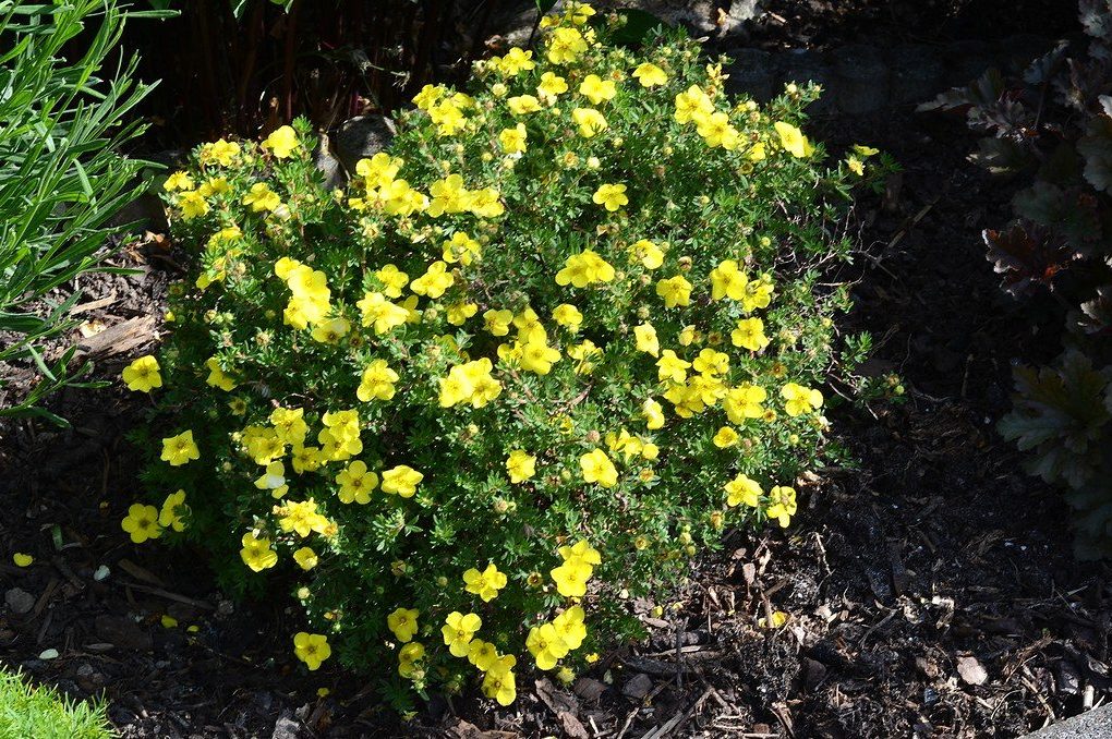 Potentilla fruticosa 'Goldfinger' (Goldfinger Potentilla)