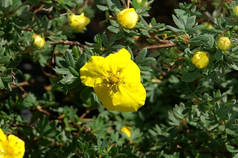 Potentilla fruticosa 'Goldstar' (Gold Star Potentilla)