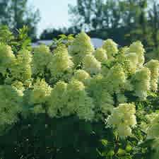 Hydrangea paniculata 'Smnhpph' (Limelight Prime Hydrangea) - Image 5
