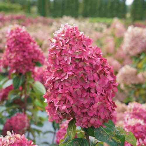 Hydrangea paniculata 'Smnhpph' (Limelight Prime Hydrangea) - Image 4