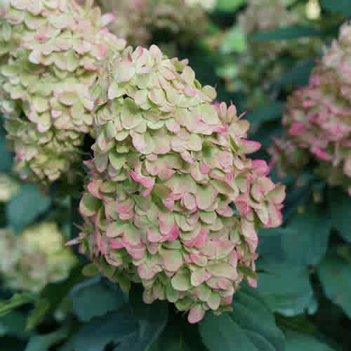 Hydrangea paniculata 'Smnhpph' (Limelight Prime Hydrangea) - Image 3