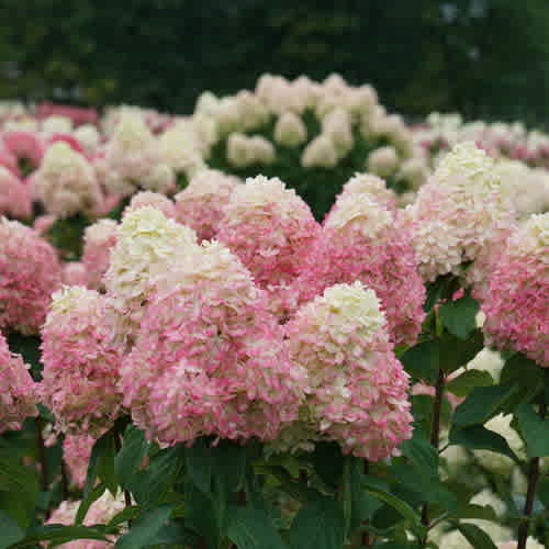 Hydrangea paniculata 'Smnhpph' (Limelight Prime Hydrangea) - Image 2