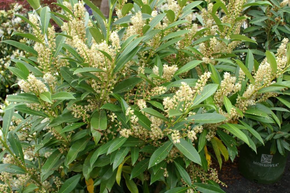 Prunus laurocerasus 'Schipkaensis' Schipka Cherry Laurel