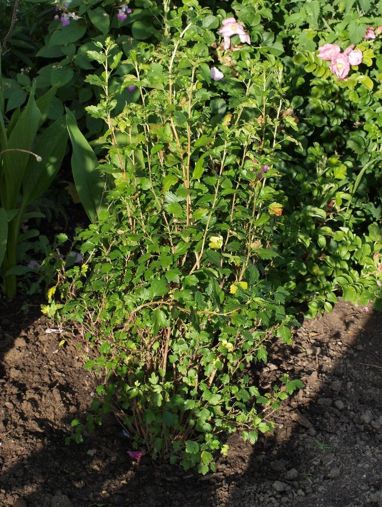 Ribes alpinum (Alpine Currant)