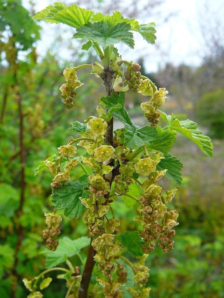 Ribes rubrum 'Red Lake' (Red Lake Currant)
