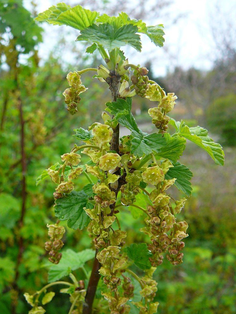 Ribes rubrum 'Red Lake' (Red Lake Currant)