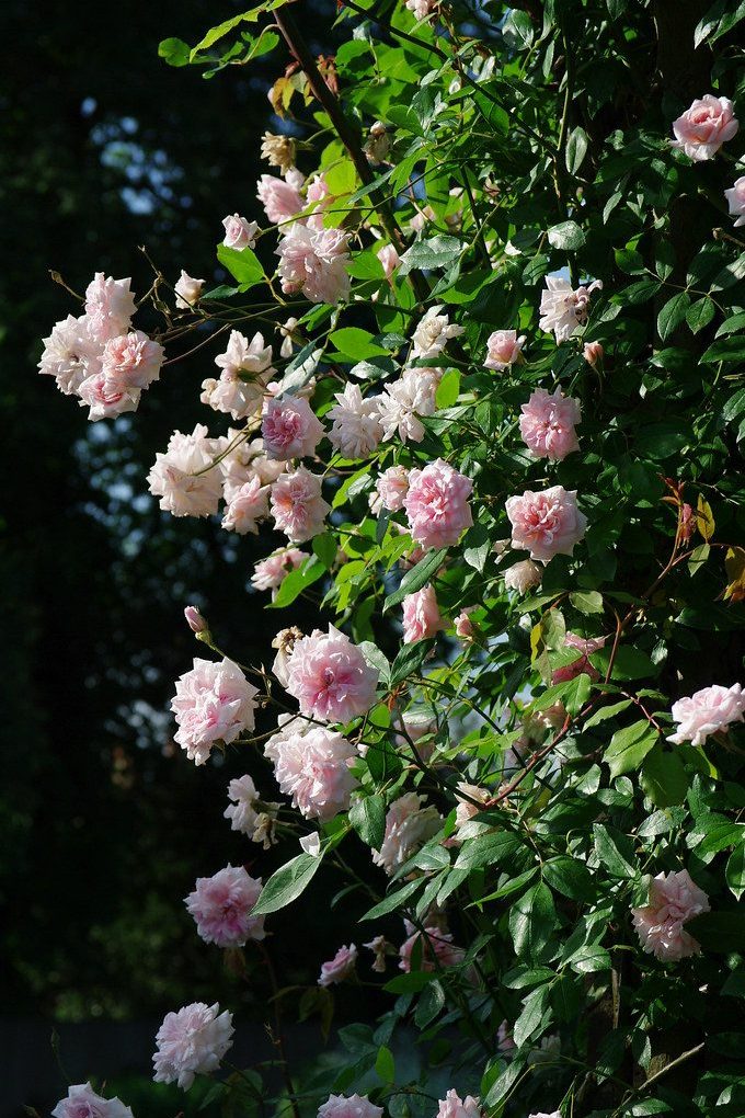 Rosa 'Cecile Brunner' Climbing Rose