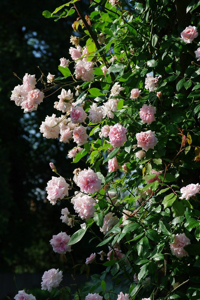 Rosa 'Cecile Brunner' Climbing Rose