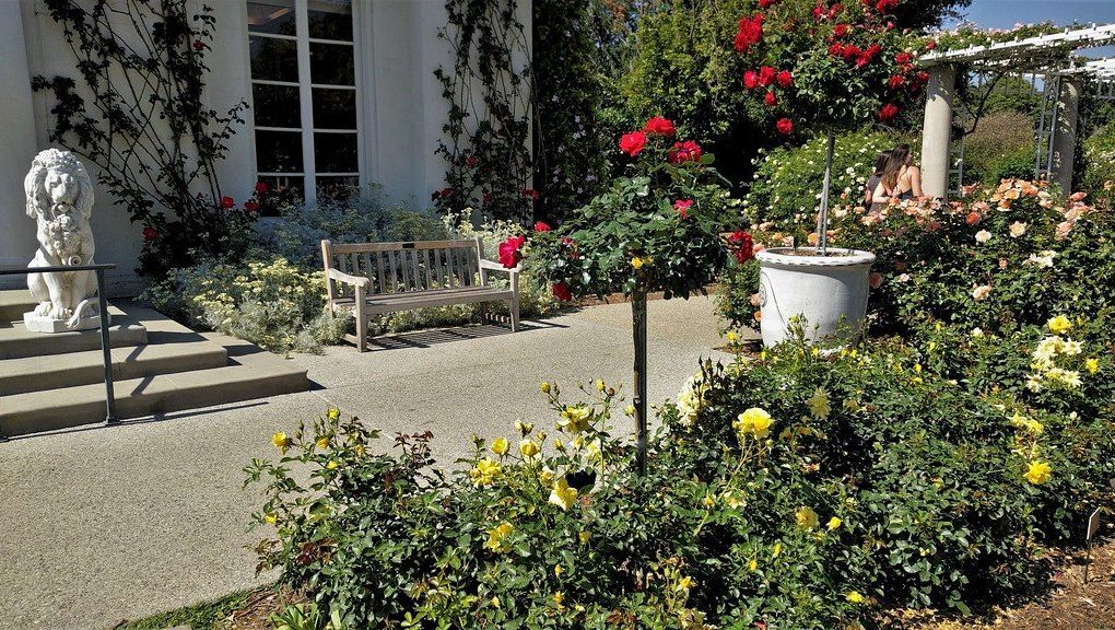 Rosa 'Drop Dead Red' Floribunda Rose Tree Form