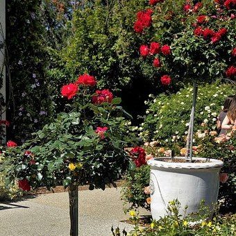 Rosa 'Drop Dead Red' Floribunda Rose Tree Form