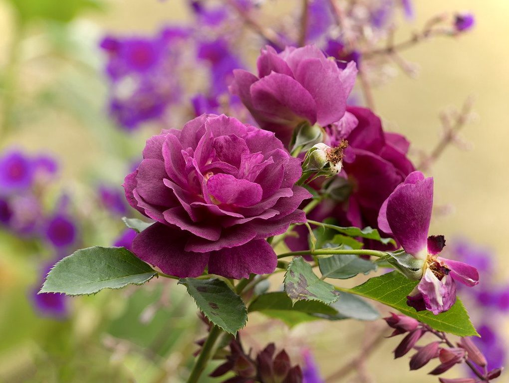 Rosa 'Ebb Tide' Floribunda Rose