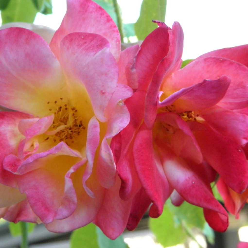 Rosa 'Joseph's Coat' Climbing Rose