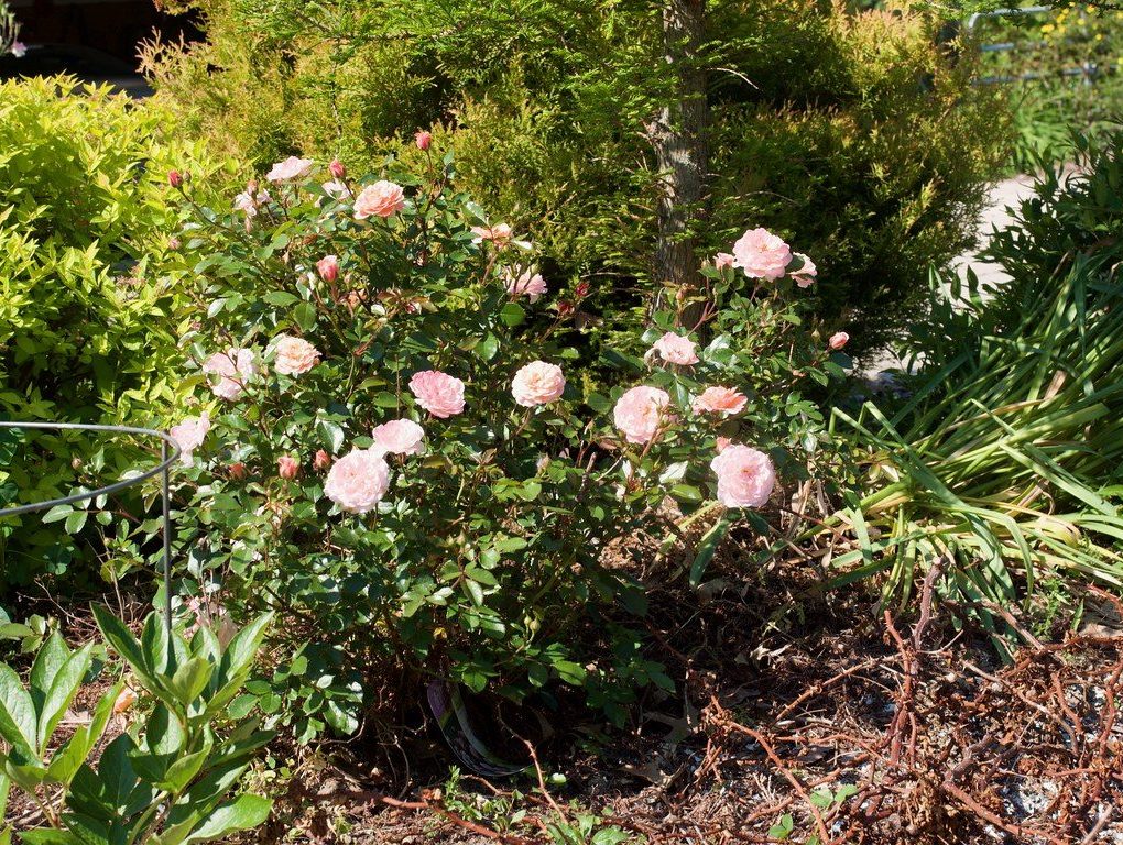 Rosa 'Pink Drift' Groundcover Rose
