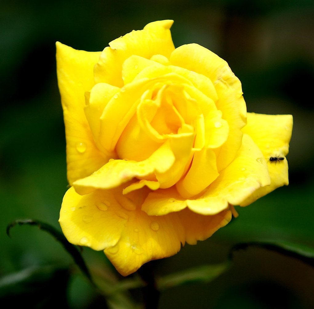 Rosa 'Radiant Perfume' Grandiflora Rose