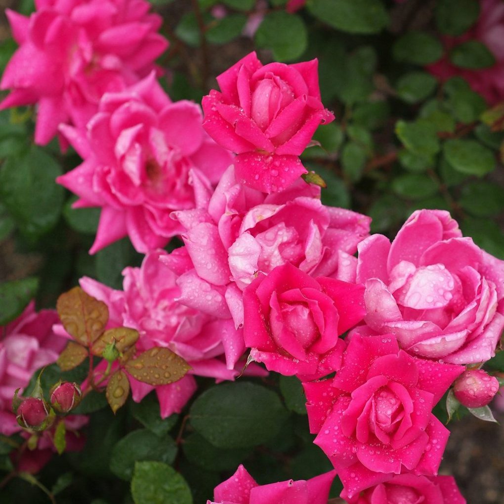 Rosa 'The Pink Double Knock' Out Shrub Rose