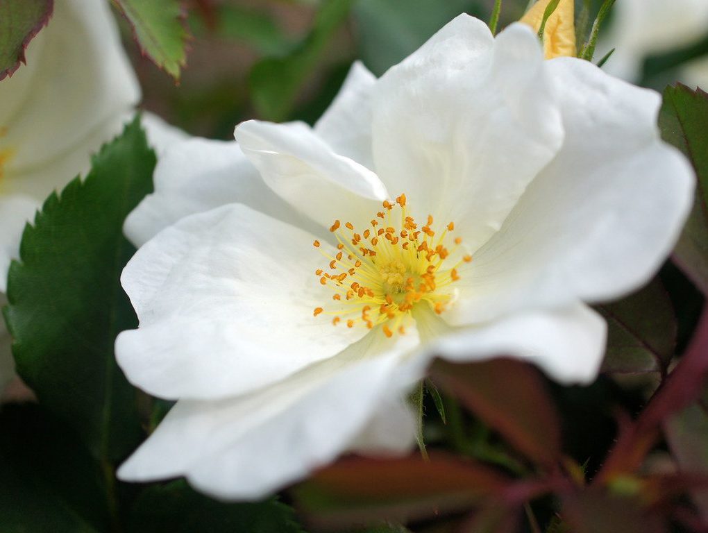 Rosa 'The White Knock Out' Shrub Rose