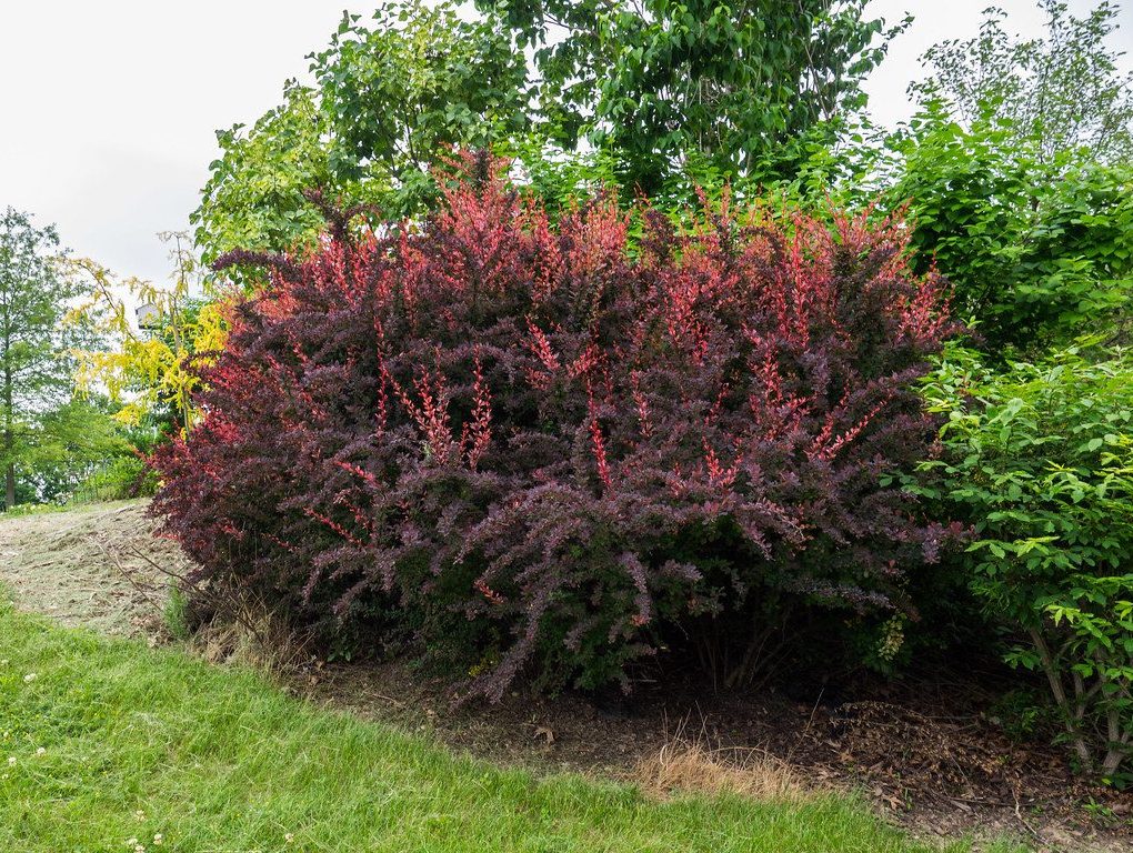 Berberis t. Rose Glow (Rose Glow Barberry)