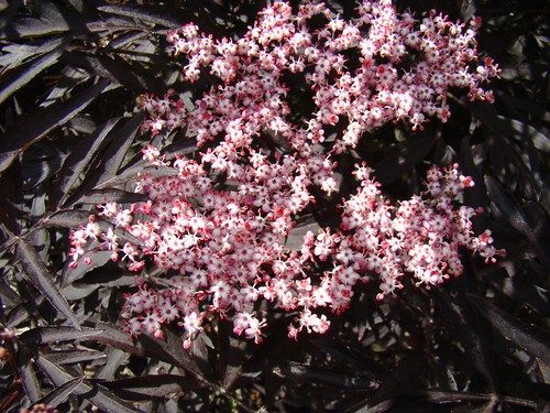 Sambucus n. Black Lace (Black Lace Elderberry)